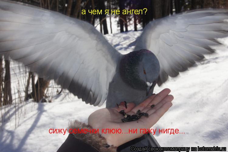 Котоматрица: а чем я не ангел? сижу семечки клюю...ни гажу нигде...