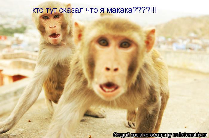 Котоматрица: кто тут сказал что я макака????!!!