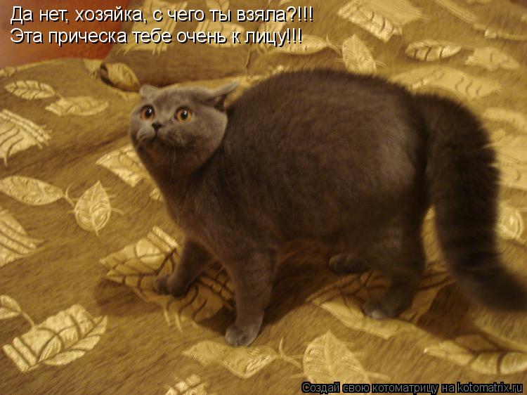 Котоматрица: Да нет, хозяйка, с чего ты взяла?!!! Эта прическа тебе очень к лицу!!!