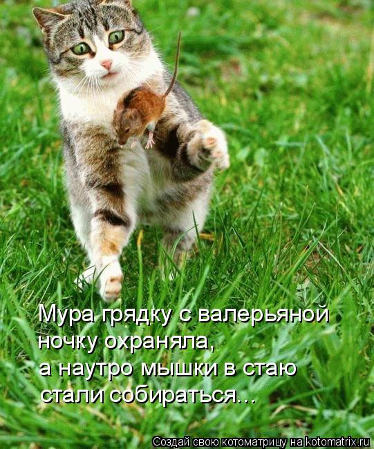 Котоматрица: Мура грядку с валерьяной  ночку охраняла, а наутро мышки в стаю стали собираться...