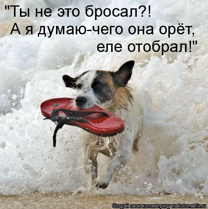 Котоматрица: "Ты не это бросал?! А я думаю-чего она орёт, еле отобрал!"