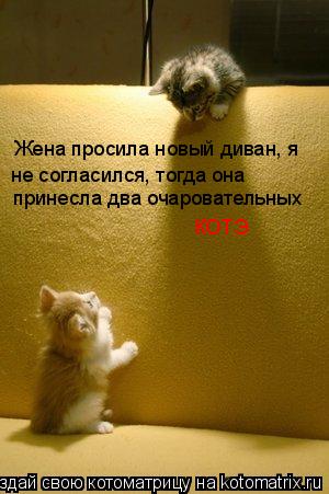Котоматрица: Жена просила новый диван, я  не согласился, тогда она  принесла два очаровательных КОТЭ