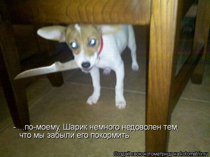 - ...по-моему, Шарик немного недоволен тем, что мы забыли его покормить.... Котоматрица: - ...по-моему, Шарик немного недоволен тем, что мы забыли его покормить.