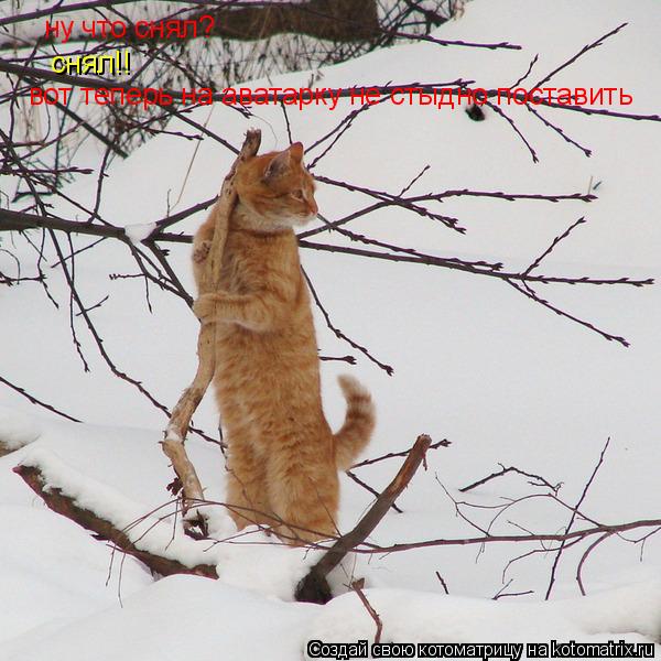 Котоматрица: ну что снял? снял!! вот теперь на аватарку не стыдно поставить