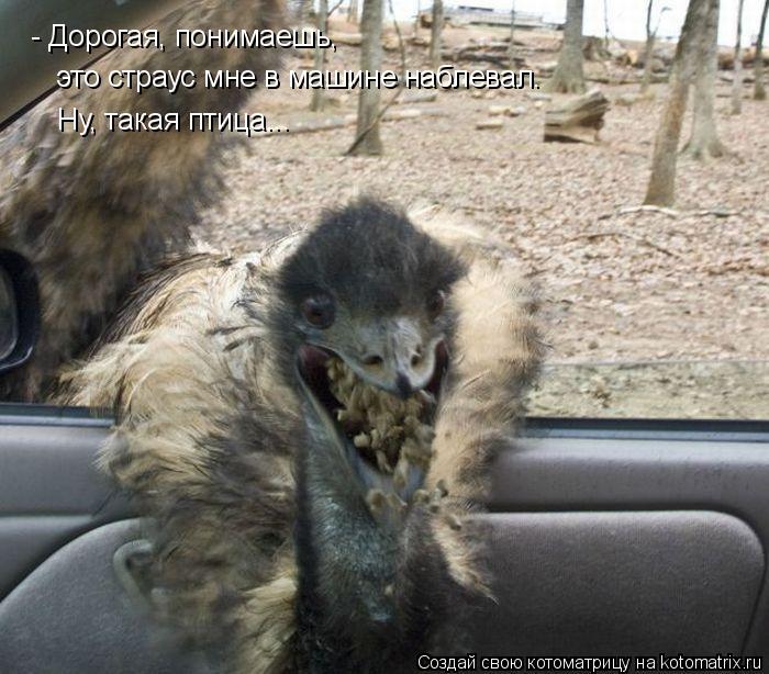 - Дорогая, понимаешь, это страус мне в машине наблевал. Ну, такая птица...... Котоматрица: - Дорогая, понимаешь, это страус мне в машине наблевал. Ну, такая птица...