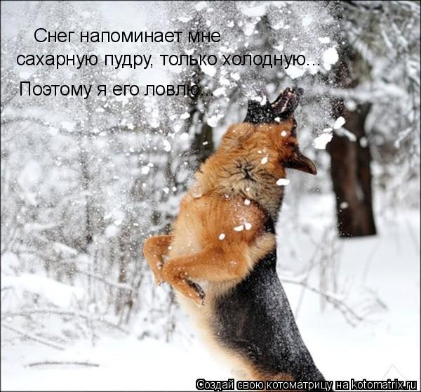 Котоматрица: Снег напоминает мне сахарную пудру, только холодную... Поэтому я его ловлю...