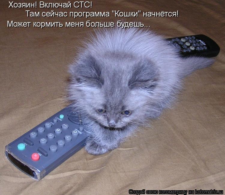 Котоматрица: Хозяин! Включай СТС! Там сейчас программа "Кошки" начнётся! Может кормить меня больше будешь...