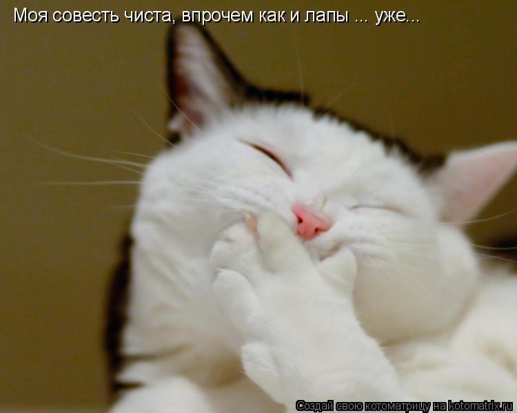 Моя совесть чиста, впрочем как и лапы ... уже...... Котоматрица: Моя совесть чиста, впрочем как и лапы ... уже...