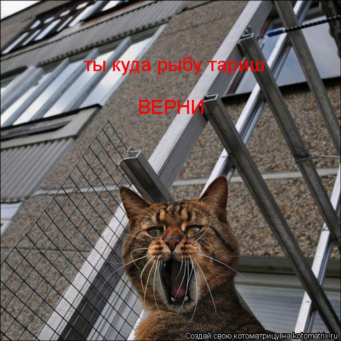 Котоматрица: ты куда рыбу тариш ВЕРНИ