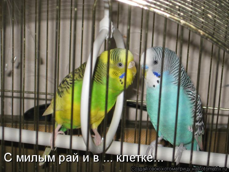 Котоматрица: С милым рай и в ... клетке...