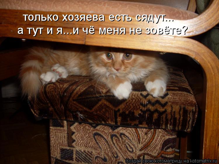 Котоматрица: только хозяева есть сядут... а тут и я...и чё меня не зовёте?