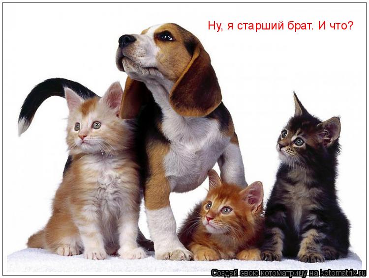 Котоматрица: Ну, я старший брат. И что?
