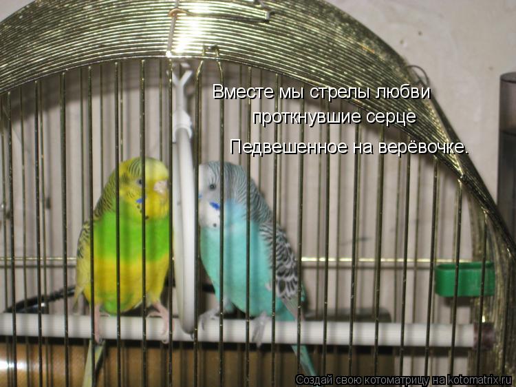 Вместе мы стрелы любви проткнувшие серце Педвешенное на верёвочке.... Котоматрица: Вместе мы стрелы любви проткнувшие серце Педвешенное на верёвочке.