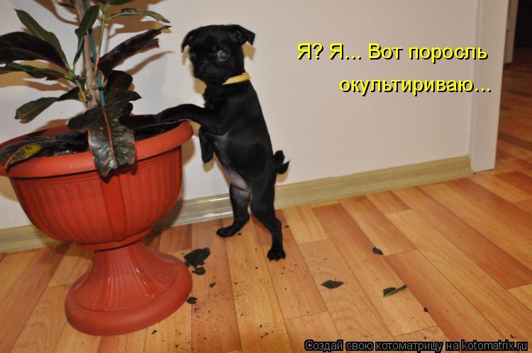 Я? Я... Вот поросль окультириваю...... Котоматрица: Я? Я... Вот поросль окультириваю...