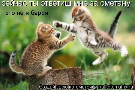 сейчас ты ответиш мне за сметану это не я барся... Котоматрица: сейчас ты ответиш мне за сметану это не я барся