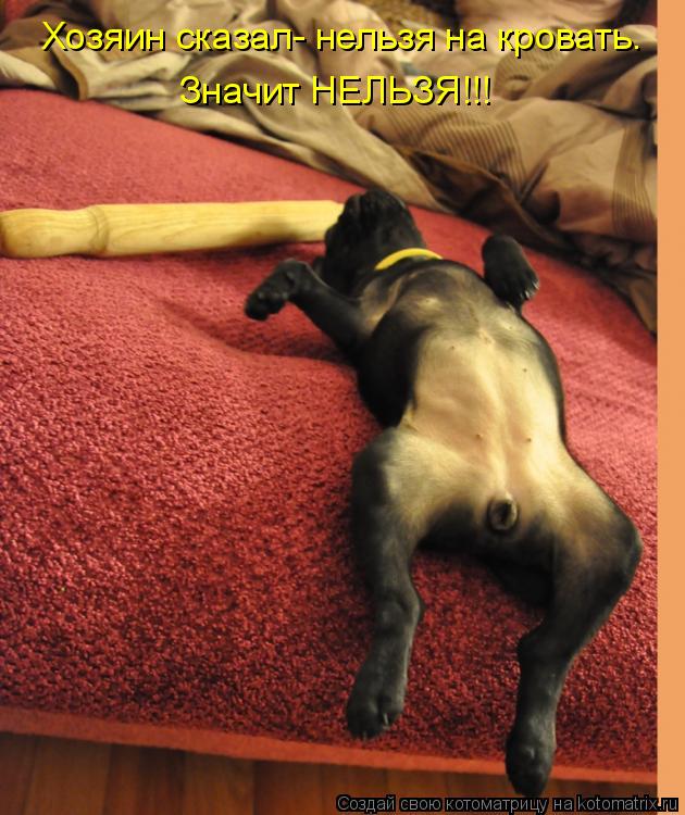 Хозяин сказал- нельзя на кровать. Значит НЕЛЬЗЯ!!!... Котоматрица: Хозяин сказал- нельзя на кровать. Значит НЕЛЬЗЯ!!!