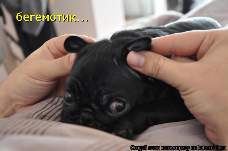 бегемотик...... Котоматрица: бегемотик...