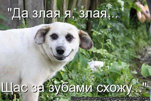 Котоматрица: "Да злая я, злая... Щас за зубами схожу..."