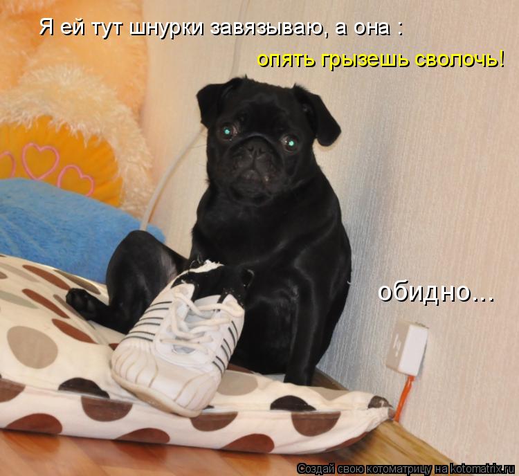 Я ей тут шнурки завязываю, а она : опять грызешь сволочь! обидно...... Котоматрица: Я ей тут шнурки завязываю, а она : опять грызешь сволочь! обидно...