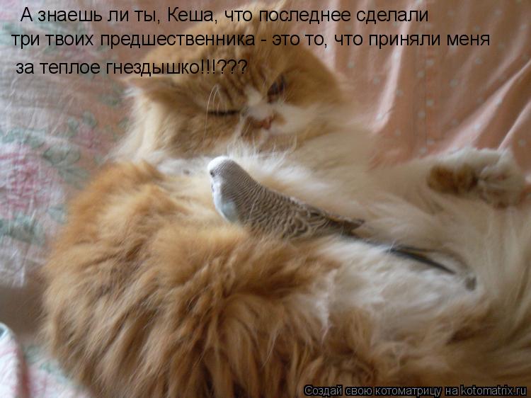А знаешь ли ты, Кеша, что последнее сделали за теплое гнездышко!!!??? три твоих предшественника - это... Котоматрица: А знаешь ли ты, Кеша, что последнее сделали за теплое гнездышко!!!??? три твоих предшественника - это то, что приняли меня