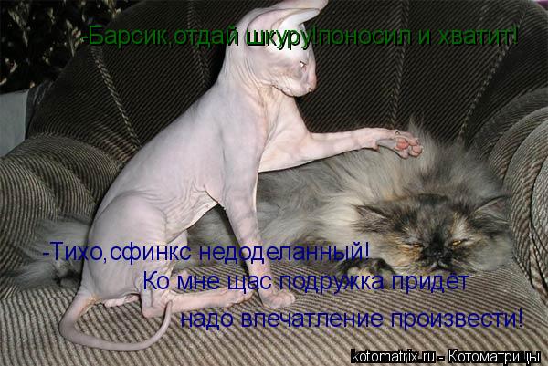 -Барсик,отдай шкуру!поносил и хватит! -Тихо,сфинкс недоделанный! Ко мне щас подружка придёт надо впеч... Котоматрица: -Барсик,отдай шкуру!поносил и хватит! -Тихо,сфинкс недоделанный! Ко мне щас подружка придёт надо впечатление произвести!