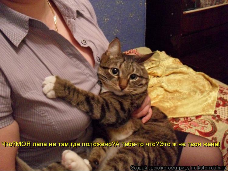 Что?МОЯ лапа не там,где положено?А тебе-то что?Это ж не твоя жена!... Котоматрица: Что?МОЯ лапа не там,где положено?А тебе-то что?Это ж не твоя жена!