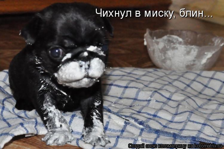 Чихнул в миску, блин...... Котоматрица: Чихнул в миску, блин...