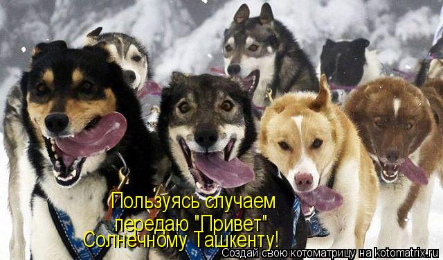 Котоматрица: Пользуясь случаем передаю "Привет" Солнечному Ташкенту!