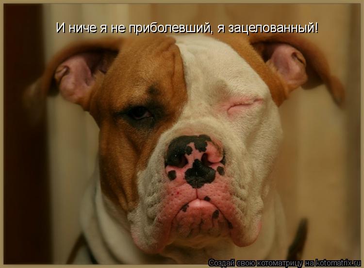 Котоматрица: И ниче я не приболевший, я зацелованный!
