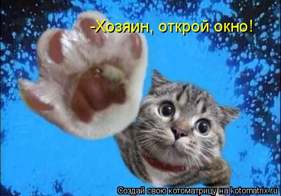 Котоматрица: -Хозяин, открой окно!