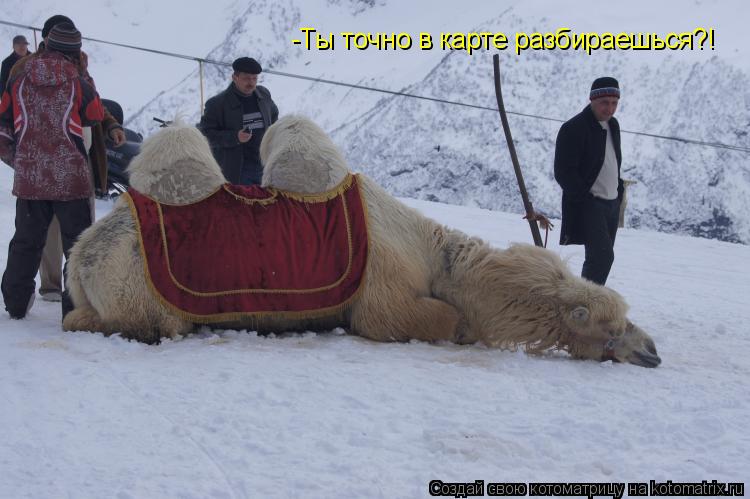 Котоматрица: -Ты точно в карте разбираешься?!