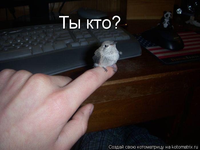 Котоматрица: Ты кто?