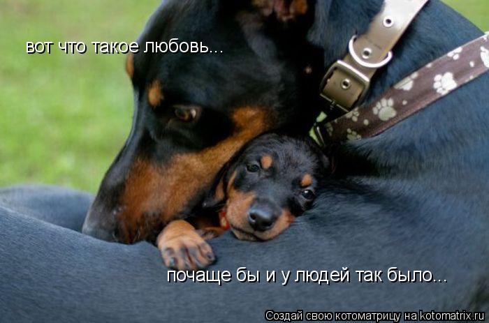 Котоматрица: вот что такое любовь... почаще бы и у людей так было...