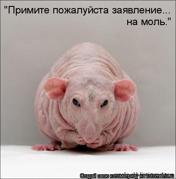 Котоматрица: "Примите пожалуйста заявление... на моль."