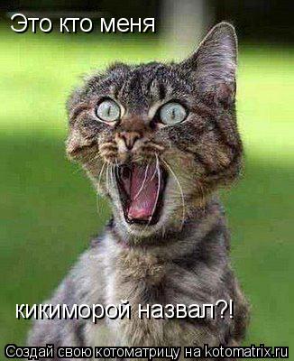 Котоматрица: Это кто меня кикиморой назвал?!