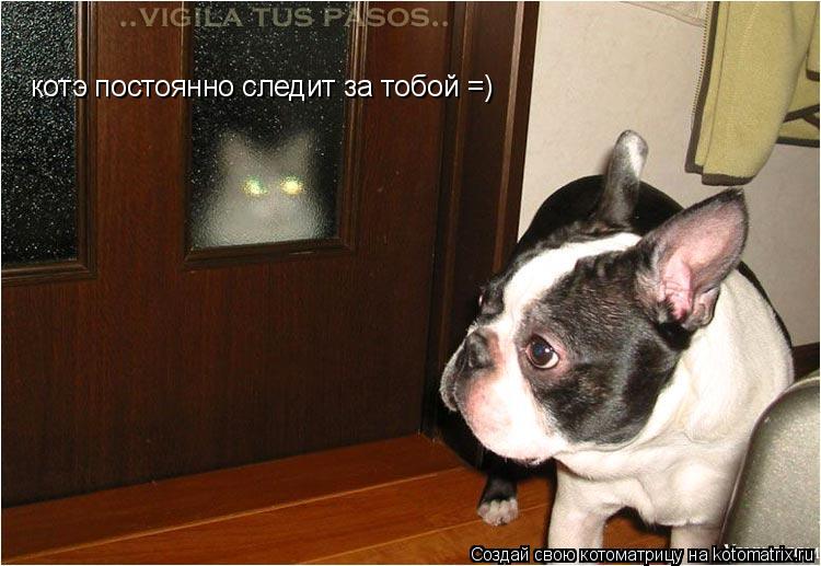 Котоматрица: котэ постоянно следит за тобой =)