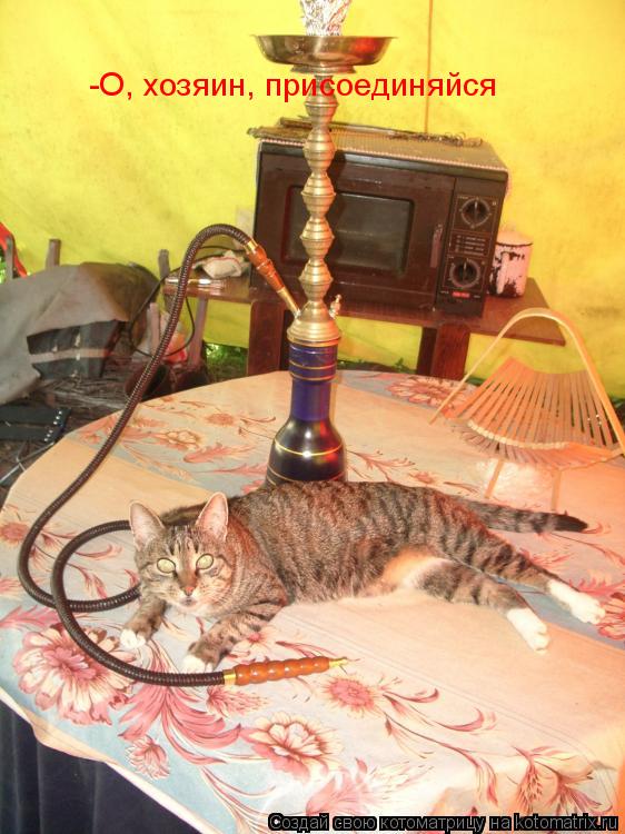 Котоматрица: -О, хозяин, присоединяйся