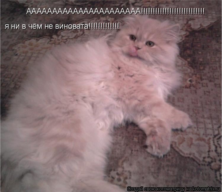 АААААААААААААААААААААА!!!!!!!!!!!!!!!!!!!!!!!!!!! я ни в чём не виновата!!!!!!!!!!!!!... Котоматрица: АААААААААААААААААААААА!!!!!!!!!!!!!!!!!!!!!!!!!!! я ни в чём не виновата!!!!!!!!!!!!!
