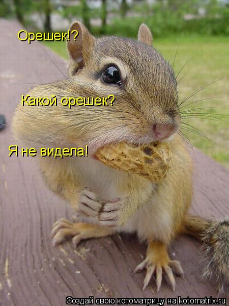 Котоматрица: Орешек!? Какой орешек? Я не видела!