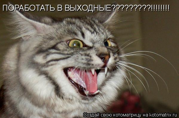 Котоматрица: ПОРАБОТАТЬ В ВЫХОДНЫЕ?????????!!!!!!!!
