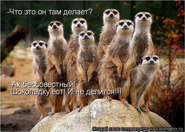 -Что это он там делает? -Ах бессовестный! Шоколадку ест! И не делится!!!... Котоматрица: -Что это он там делает? -Ах бессовестный! Шоколадку ест! И не делится!!!
