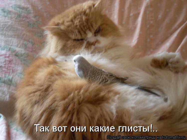 Котоматрица: Так вот они какие глисты!..