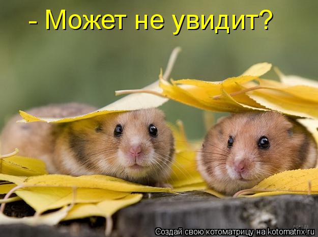Котоматрица: - Может не увидит?