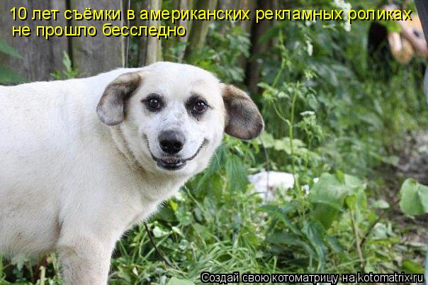 Котоматрица: 10 лет съёмки в американских рекламных роликах не прошло бесследно