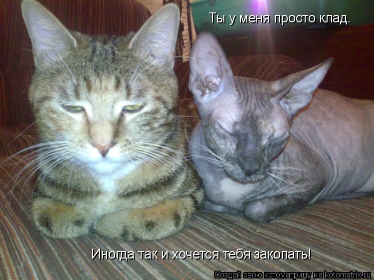 Котоматрица: Ты у меня просто клад.  Иногда так и хочется тебя закопать!