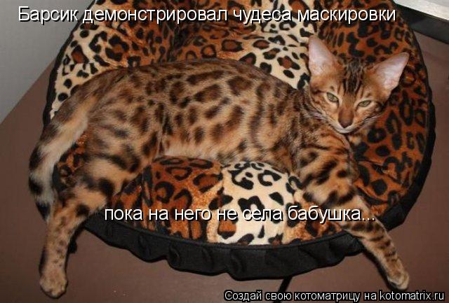 Котоматрица: Барсик демонстрировал чудеса маскировки пока на него не села бабушка...