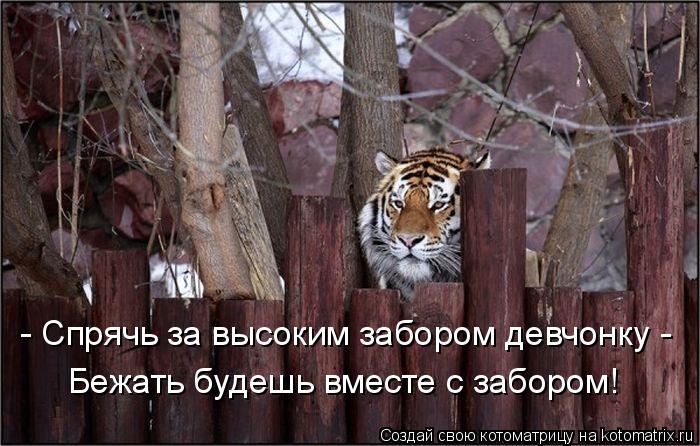 - Спрячь за высоким забором девчонку - Бежать будешь вместе с забором!... Котоматрица: - Спрячь за высоким забором девчонку - Бежать будешь вместе с забором!