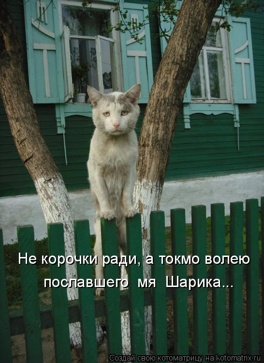 Котоматрица: Не корочки ради, а токмо волею пославшего  мя  Шарика...