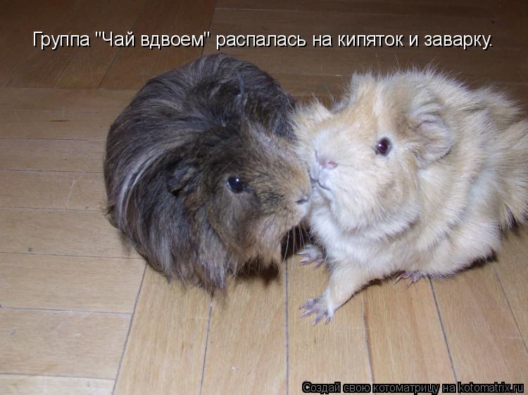 Котоматрица: Группа "Чай вдвоем" распалась на кипяток и заварку.