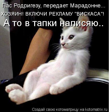 Котоматрица: Пас Родригезу, передает Марадонне... ХОЗЯИН! ВКЛЮЧИ РЕКЛАМУ "ВИСКАСА"! А то в тапки написяю..